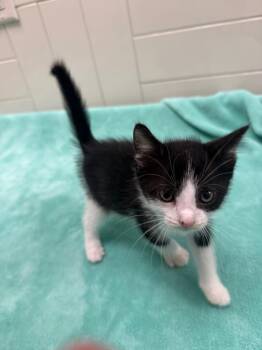 Chip -  Domestic Short Hair Cat for Adoption in Seguin, Texas - Chip | PetCurious