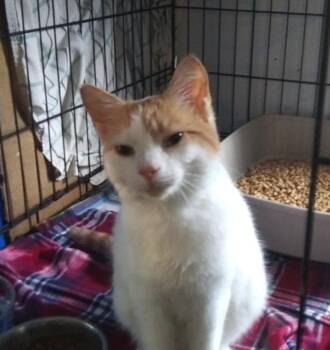Peanut -  Domestic Short Hair Cat for Adoption in PORT WENTWRTH, Georgia - Peanut | PetCurious