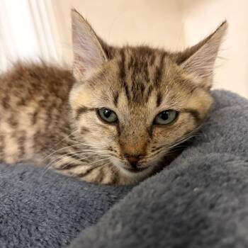 Jareau -  Domestic Short Hair Cat for Adoption in Brownsboro, Alabama - Jareau | PetCurious