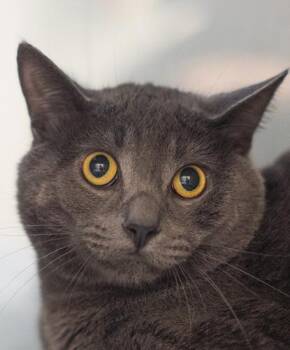 Cannoli -  Domestic Short Hair Cat for Adoption in Encinitas, California - Cannoli | PetCurious