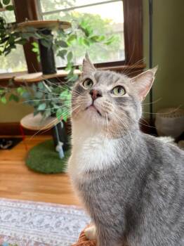 Prince -  Domestic Short Hair Cat for Adoption in Minneapolis, Minnesota - Prince | PetCurious