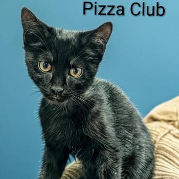 Pizza Club -  Domestic Short Hair Cat for Adoption in Fredericksburg, Virginia - Pizza Club | PetCurious