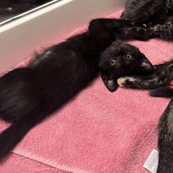Flint -  Domestic Short Hair Cat for Adoption in Houston, Texas - Flint | PetCurious