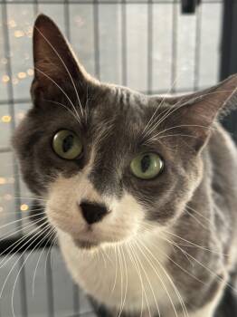Rescue Domestic Short Hair Cats for Adoption in New Braunfels, Texas - Pavlova Lovey | PetCurious