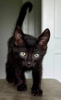 Domestic Short Hair Cats Available for Adoption in Seattle, Washington - Jeff | PetCurious
