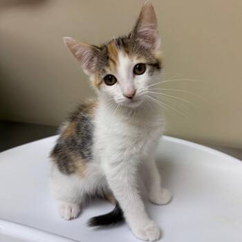 Farrah -  Domestic Short Hair Cat for Adoption in Birmingham, Alabama - Farrah | PetCurious