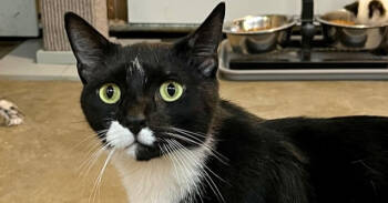 Rescue Domestic Short Hair Cats for Adoption in Bolton, Connecticut - Domino | PetCurious