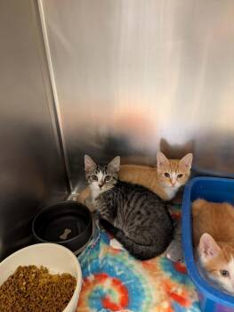 Tantor -  Domestic Short Hair Cat for Adoption in Chambersburg, Pennsylvania - Tantor | PetCurious
