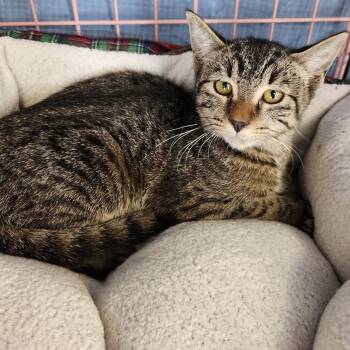 Rescue Domestic Short Hair Cats for Adoption in Dallas, Texas - Fruit Stripe Gum 2207 | PetCurious