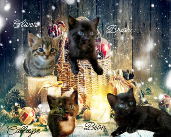 Rescue Tabby Cats for Adoption in Culpeper, Virginia - Oliver *kitten* | PetCurious