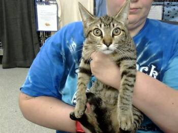 Domestic Short Hair Cats Available for Adoption in Pasadena, Texas - A184335 | PetCurious