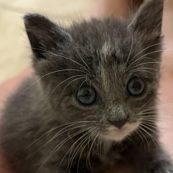 Tia Marie -  Domestic Medium Hair Cat for Adoption in Liverpool, Texas - Tia Marie | PetCurious