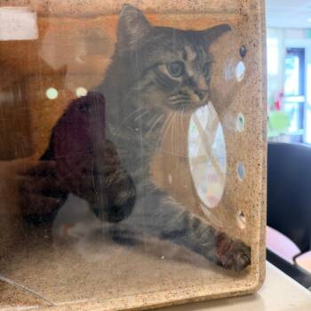 Broomstick Betty -  Domestic Short Hair Cat for Adoption in Philadelphia, Pennsylvania - Broomstick Betty | PetCurious