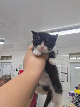 Cruller -  Domestic Short Hair Cat for Adoption in Glenfield, New York - Cruller | PetCurious