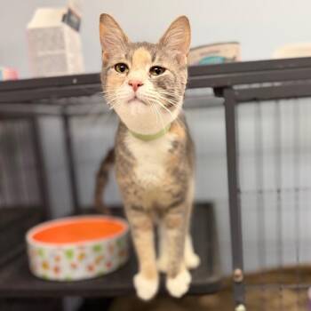 Hadleigh -  Domestic Short Hair Cat for Adoption in Portage, Michigan - Hadleigh | PetCurious
