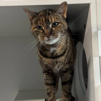Rescue American Shorthair Cats for Adoption in Bethel, Connecticut - Sassy | PetCurious