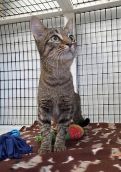 Rescue Domestic Short Hair Cats for Adoption in Neenah, Wisconsin - Daisy | PetCurious