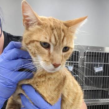 Dewberry -  Domestic Short Hair Cat for Adoption in Salt Lake City, Utah - Dewberry | PetCurious