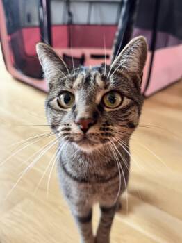 Rescue Domestic Short Hair Cats for Adoption - Beth | PetCurious