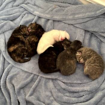 Domestic Short Hair Cats Available for Adoption in Eureka Springs, Arkansas - Lilac | PetCurious