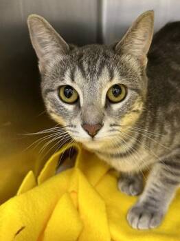 Domestic Short Hair Cats Available for Adoption in Wichita, Kansas - Maki | PetCurious