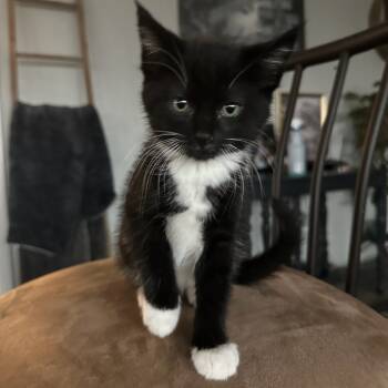 Rescue Domestic Medium Hair Cats for Adoption in Aberdeen, Washington - Moira | PetCurious