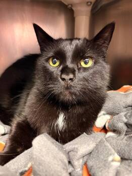 Clark -  Domestic Short Hair Cat for Adoption in Detroit, Michigan - Clark | PetCurious