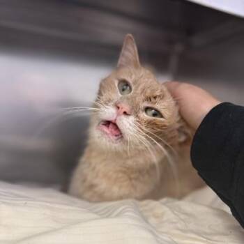 Balthazar -  Domestic Medium Hair Cat for Adoption in Richmond, Virginia - Balthazar | PetCurious