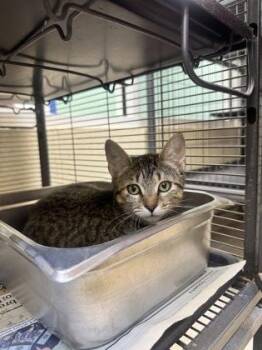 Bean Dip -  Domestic Short Hair Cat for Adoption in Vero Beach, Florida - Bean Dip | PetCurious
