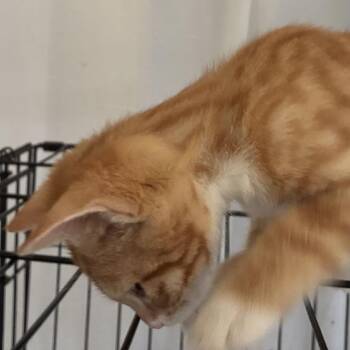 Woody -  Domestic Short Hair Cat for Adoption in Buffalo, Minnesota - Woody | PetCurious