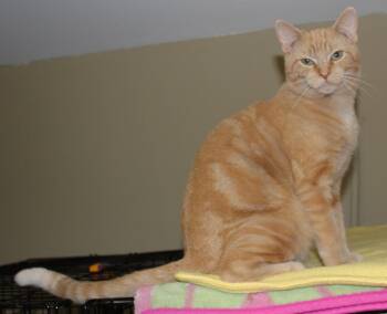 Rescue Domestic Short Hair Cats for Adoption in Huron, South Dakota - Sashimi | PetCurious