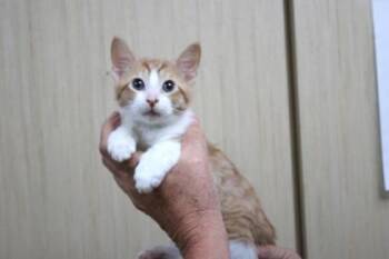 James P. Sullivan -  Domestic Short Hair Cat for Adoption in Brunswick, Georgia - James P. Sullivan | PetCurious