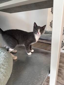 Mikey -  Domestic Short Hair Cat for Adoption in Greensburg, Pennsylvania - Mikey | PetCurious
