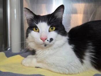 Domestic Medium Hair and Domestic Short Hair Cats Available for Adoption in Fairfax, Virginia - Tiki | PetCurious
