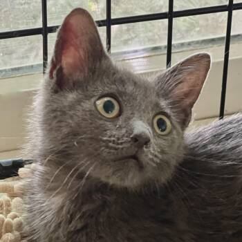 Gregory -  Domestic Short Hair and Russian Blue Cat for Adoption in Maplewood, New Jersey - Gregory | PetCurious
