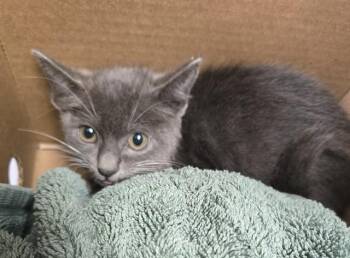 ARI -  Domestic Short Hair Cat for Adoption in Jacksonville, Florida - ARI | PetCurious