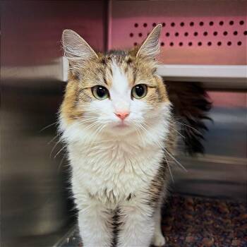 Domestic Medium Hair Cats Available for Adoption in Hannibal, Missouri - Jeneve | PetCurious