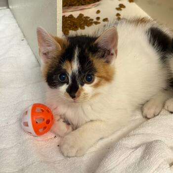 Tiny -  Domestic Short Hair Cat for Adoption in Newark, New Jersey - Tiny | PetCurious