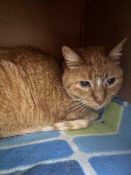 Rescue Domestic Short Hair Cats for Adoption in Muskegon, Michigan - Maple | PetCurious