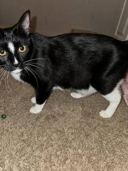Mama Winnie the Pooh -  Domestic Short Hair Cat for Adoption in Deltona, Florida - Mama Winnie The Pooh | PetCurious