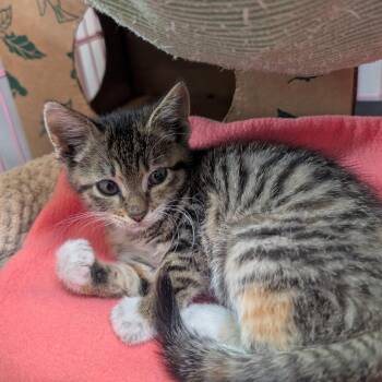 Laverne -  Domestic Short Hair Cat for Adoption in Priest River, Idaho - Laverne | PetCurious