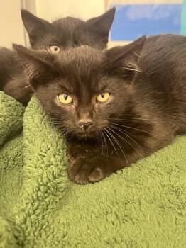 Bang Snap (ID 52092) -  Domestic Short Hair Cat for Adoption in Manassas, Virginia - Bang Snap (ID 52092) | PetCurious