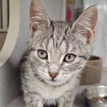 Domestic Short Hair Cats Available for Adoption in Seattle, Washington - Gamora | PetCurious