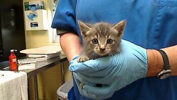 Rescue Domestic Short Hair Cats for Adoption in Cookeville, Tennessee - LUPIN | PetCurious