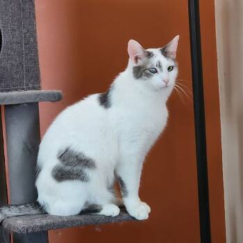 Rescue Domestic Short Hair Cats for Adoption in Medina, Ohio - Curly | PetCurious