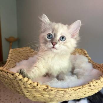 Kim Kardashian -  Domestic Long Hair and Siamese Cat for Adoption in Bloomington, Illinois - Kim Kardashian | PetCurious