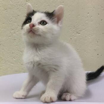Domestic Short Hair Cats Available for Adoption in Middlebury, Vermont - Birch | PetCurious
