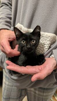 Binx (Courtesy Post) -  Domestic Short Hair Cat for Adoption in San Jose, California - Binx (Courtesy Post) | PetCurious