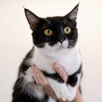 Hermoin -  Domestic Short Hair Cat for Adoption in Buffalo, Minnesota - Hermoin | PetCurious