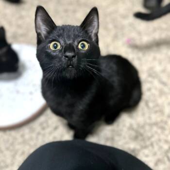 Rescue Domestic Short Hair Cats for Adoption in Hemet, California - Max | PetCurious